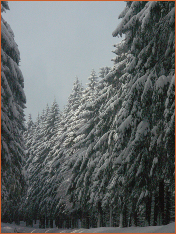 Winterwald